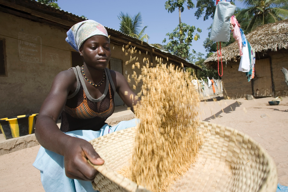A young woman uses a traditional basket to winnow and clean brown husk rice in Berending village, Gambia. Andrew Woodley / Education Images / Universal Images Group via Getty Images - Jake Bittle