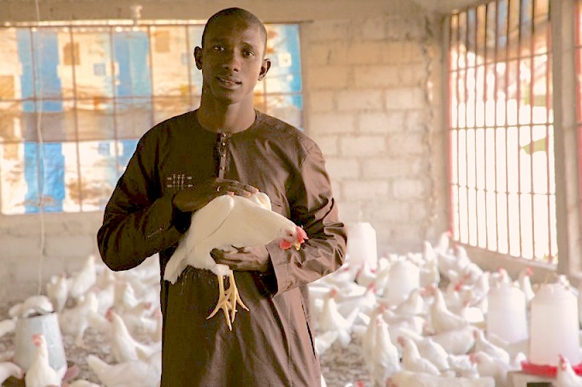 Local Poultry
