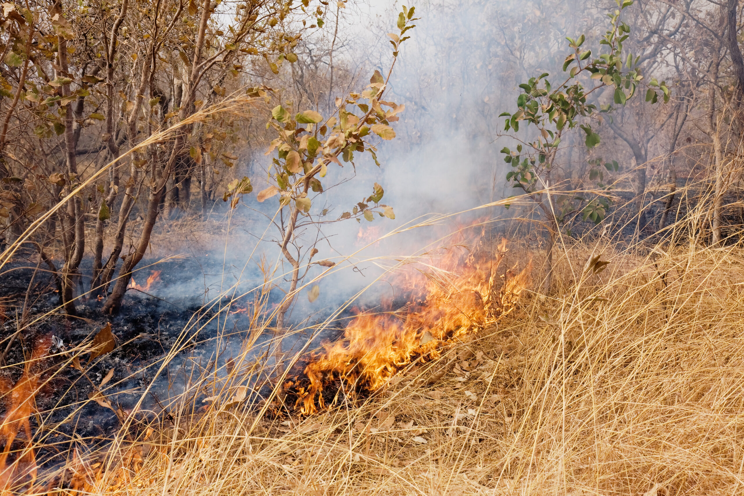 Buschfeuer in Gambia