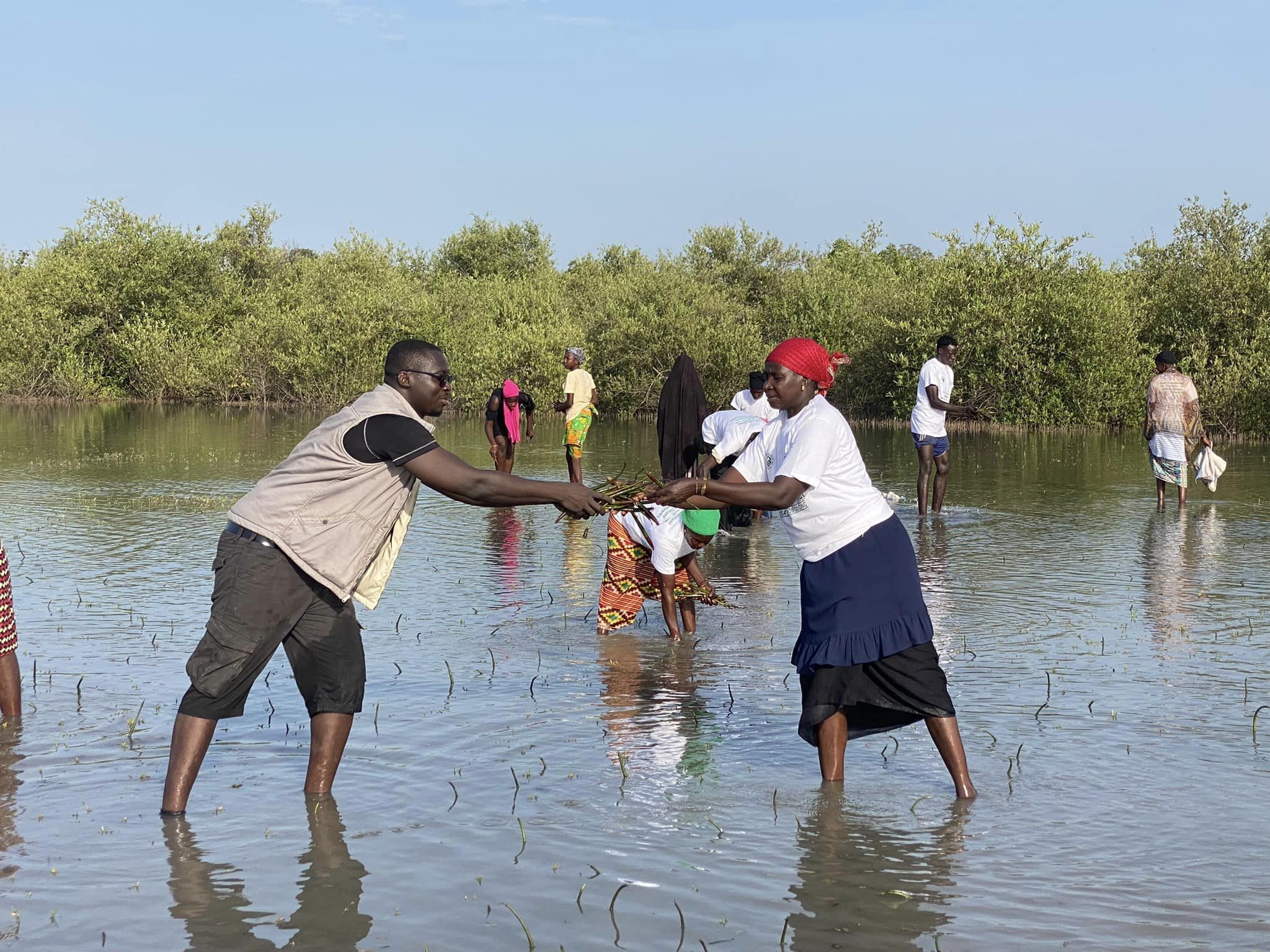 Mangrove replant