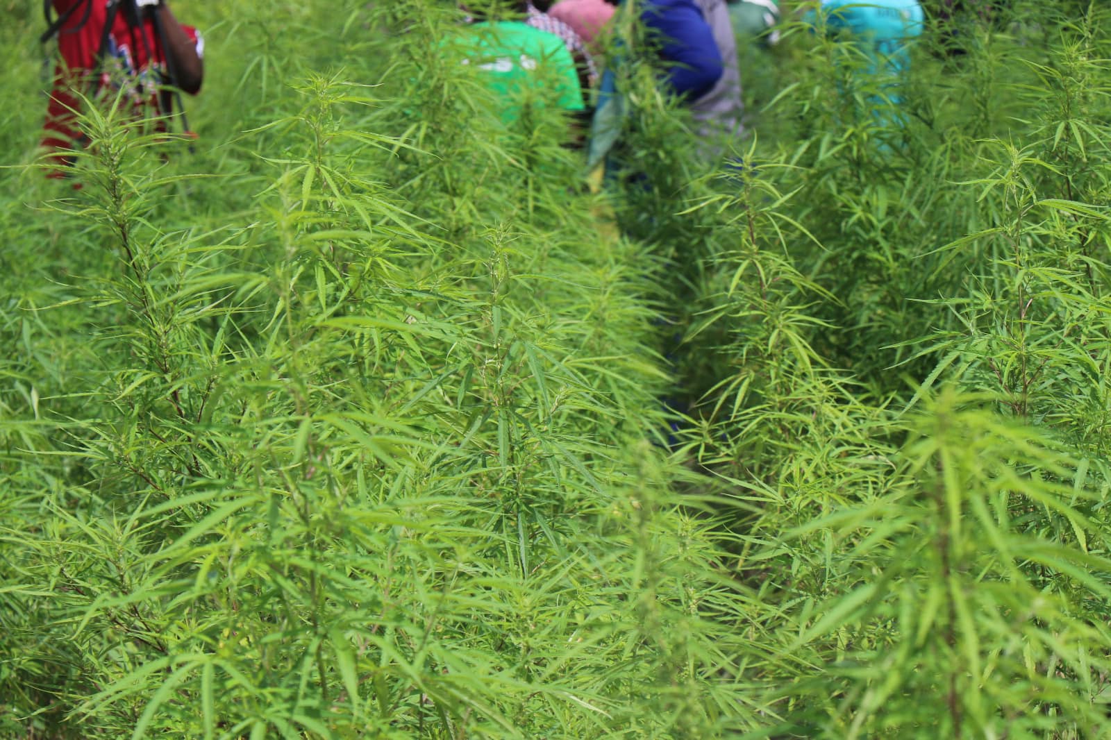Farm dleag KAnilai