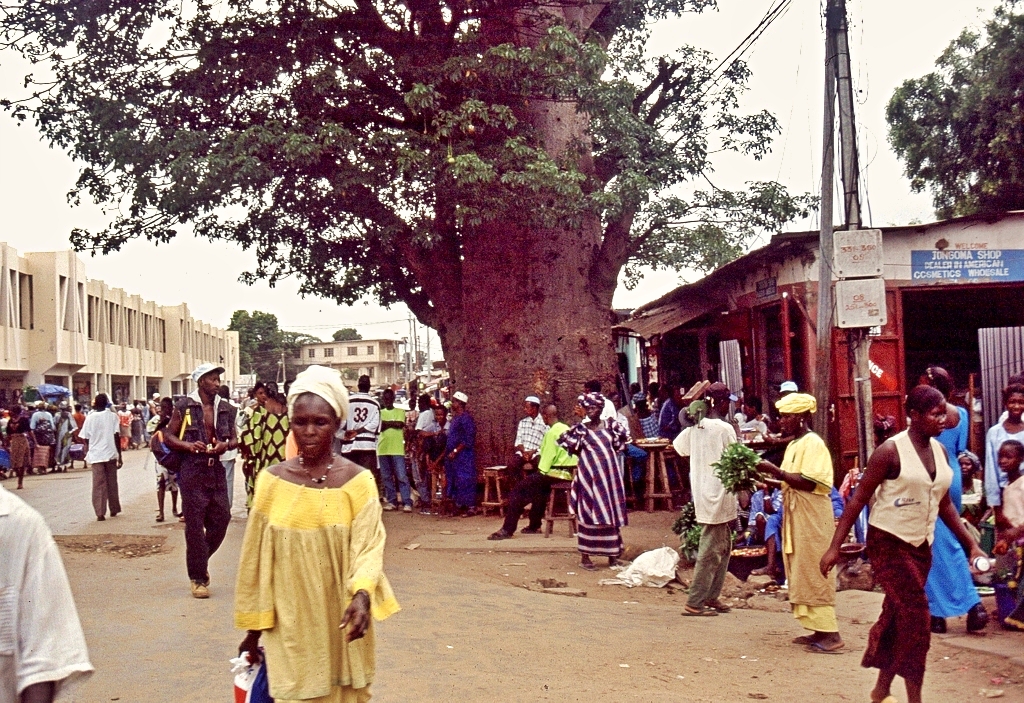 Gambia Serrekunda Baobab