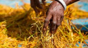 Gambia to Benefit from $9.4 Million AfDB Grant to Boost Climate-Resilient Rice Production in West Africa