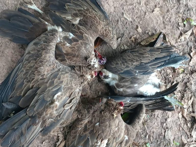 Vulture Killings Shock Somita as Conservationists Raise Alarm over Surge in Ritual Slaughter