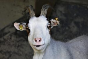 PPR Outbreak Kills 36 Goats in North Bank Region, Authorities Urge Vaccination Compliance