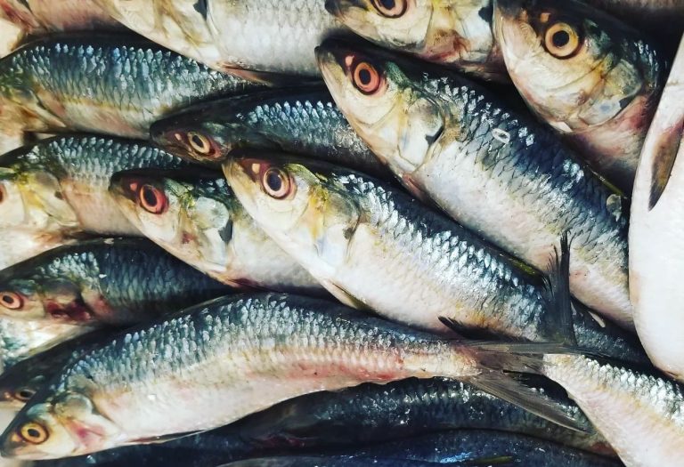 Red Alert on Senegambian “Yaboye” Gambia and Three Countries Strike Deal for Food Security